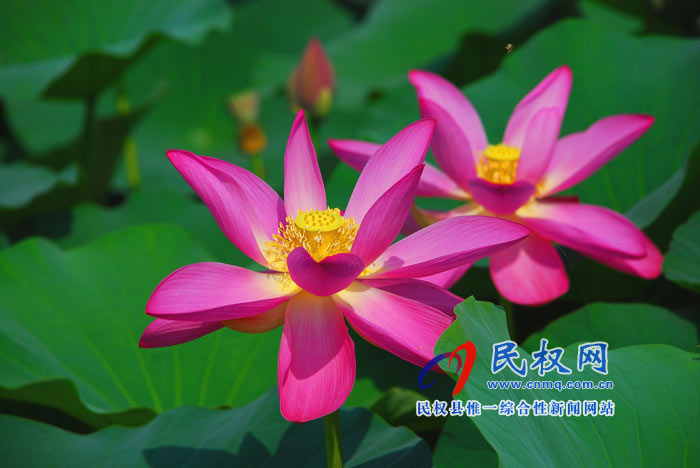映日荷花別樣紅 ---民權(quán)黃河故道掠影 映日荷花別樣紅 ---民權(quán)黃河故道掠影