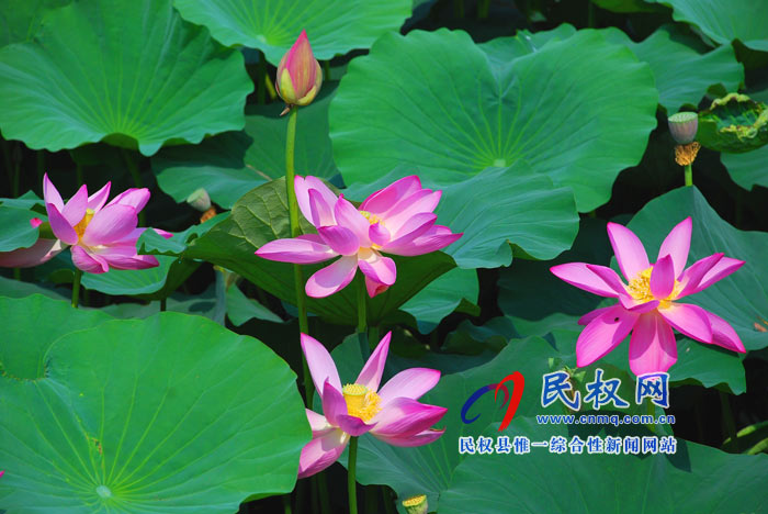 映日荷花別樣紅 ---民權(quán)黃河故道掠影 映日荷花別樣紅 ---民權(quán)黃河故道掠影