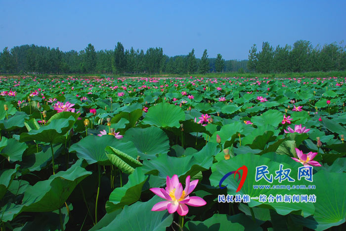 映日荷花別樣紅 ---民權(quán)黃河故道掠影 映日荷花別樣紅 ---民權(quán)黃河故道掠影