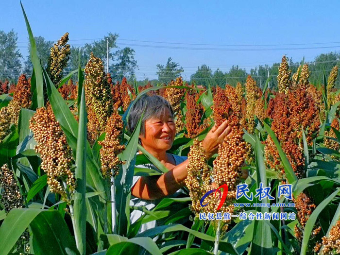 老顏集鄉(xiāng):紅高粱紅了，農(nóng)民笑了