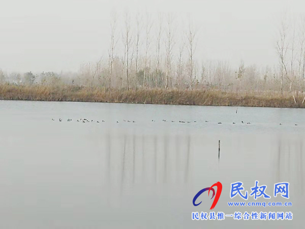 中央電視臺新聞頻道到我縣錄制青頭潛鴨 中央電視臺新聞頻道到我縣錄制青頭潛鴨