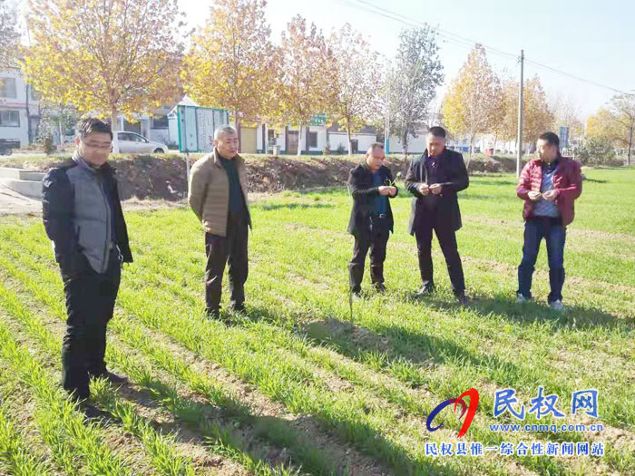 省農(nóng)技專家蒞臨民權查看小麥苗情 省農(nóng)技專家蒞臨民權查看小麥苗情