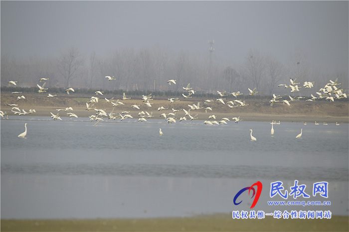 專題|河南民權(quán):故道水暖天鵝棲 專題|河南民權(quán):故道水暖天鵝棲