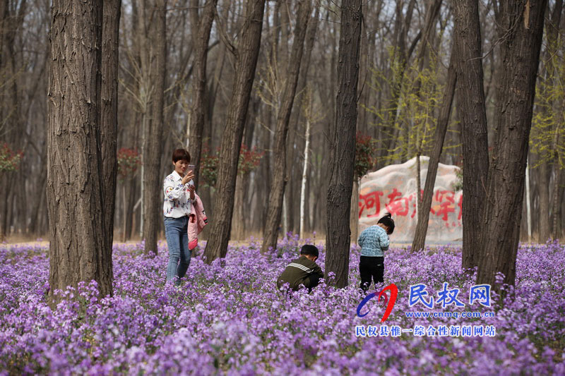 “網(wǎng)紅花?！币稳? title=