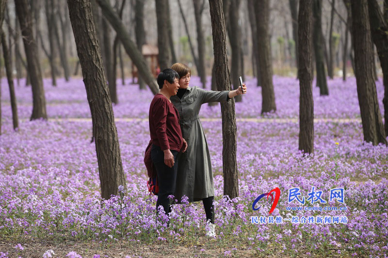 “網(wǎng)紅花?！币稳? title=