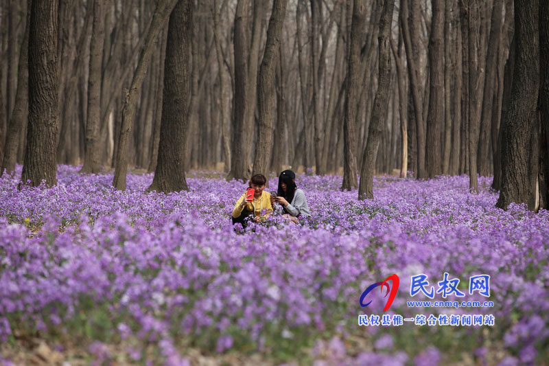 “網(wǎng)紅花?！币稳? title=