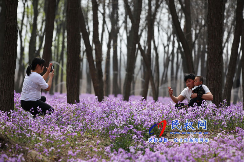 “網(wǎng)紅花?！币稳? title=