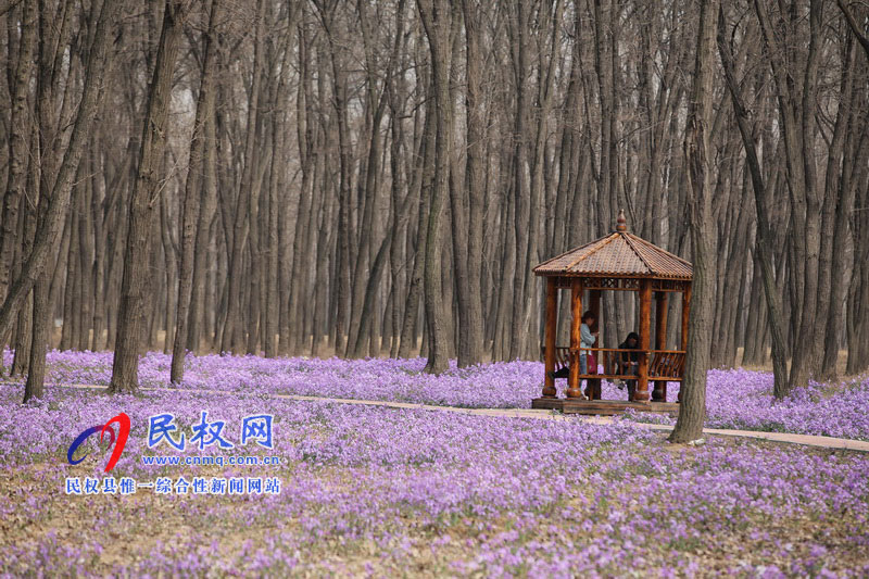 “網(wǎng)紅花?！币稳? title=