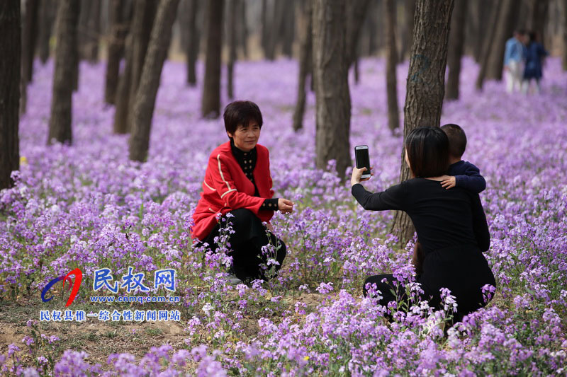 “網(wǎng)紅花?！币稳? title=