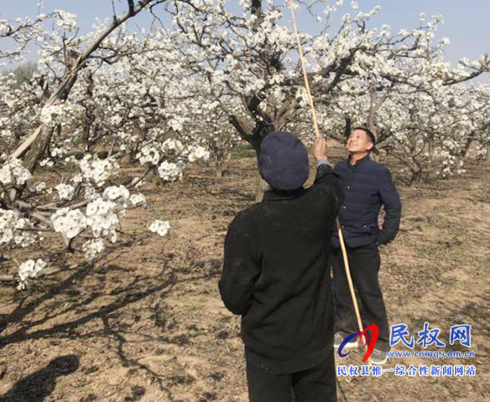 梨樹進入盛花期園藝站指導果農人工授粉忙 梨樹進入盛花期園藝站指導果農人工授粉忙