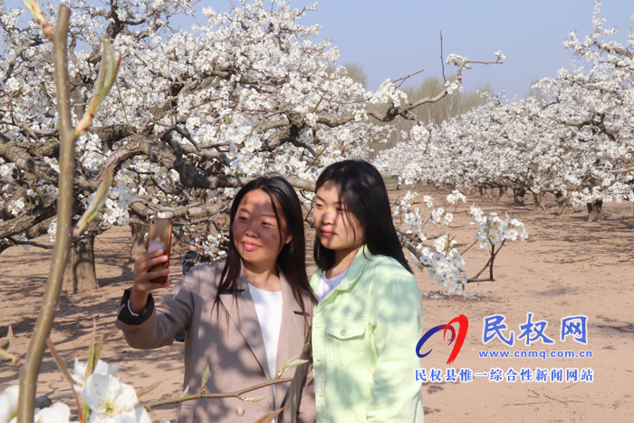 野崗鎮(zhèn):萬畝梨園花盛開 授粉踏春正當(dāng)時(shí) 野崗鎮(zhèn):萬畝梨園花盛開 授粉踏春正當(dāng)時(shí)