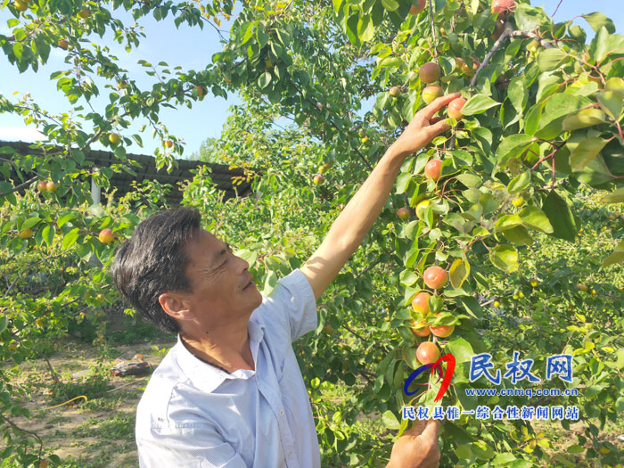 老顏集鄉(xiāng)大力發(fā)展經(jīng)濟林果產(chǎn)業(yè)助力鄉(xiāng)村振興 老顏集鄉(xiāng)大力發(fā)展經(jīng)濟林果產(chǎn)業(yè)助力鄉(xiāng)村振興