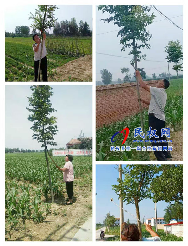 龍?zhí)伶?zhèn)：它們是幼苗，它們需要呵護(hù)！