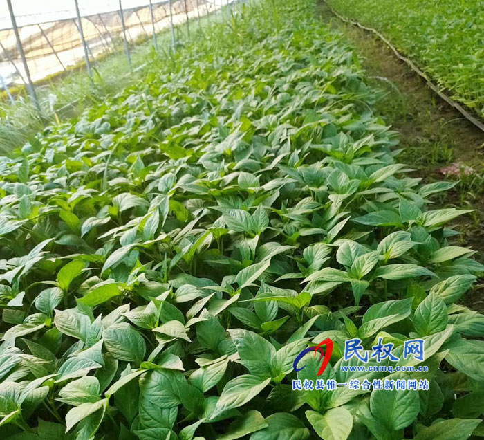野崗鎮(zhèn)：菜苗棚盛夏一片綠  貧困戶就業(yè)萬家樂