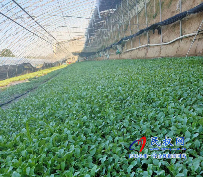 野崗鎮(zhèn)：菜苗棚盛夏一片綠  貧困戶就業(yè)萬家樂