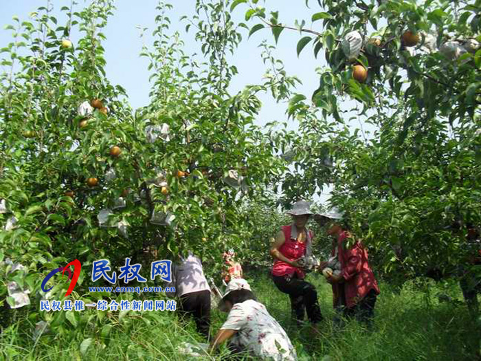 我縣20000畝優(yōu)質(zhì)酥梨喜獲豐收 我縣20000畝優(yōu)質(zhì)酥梨喜獲豐收
