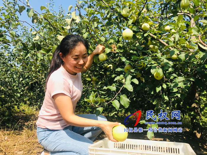 孫六鎮(zhèn):水晶富士富了農(nóng)民錢(qián)袋子 孫六鎮(zhèn):水晶富士富了農(nóng)民錢(qián)袋子