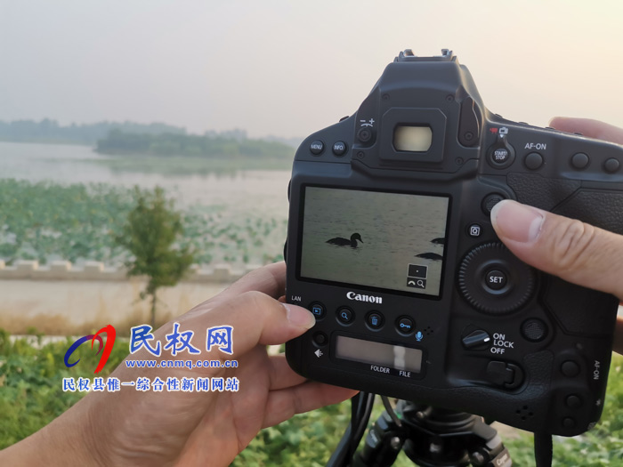 河南民權(quán)黃河故道國(guó)家濕地公園“青頭潛鴨重要繁殖地”新聞發(fā)布會(huì)今日舉行 河南民權(quán)黃河故道國(guó)家濕地公園“青頭潛鴨重要繁殖地”新聞發(fā)布會(huì)今日舉行