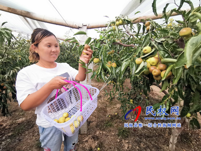 民權:旭光冬棗農(nóng)家樂 采摘園里話豐收 民權:旭光冬棗農(nóng)家樂 采摘園里話豐收