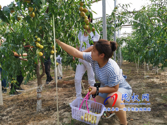 民權:旭光冬棗農(nóng)家樂 采摘園里話豐收 民權:旭光冬棗農(nóng)家樂 采摘園里話豐收