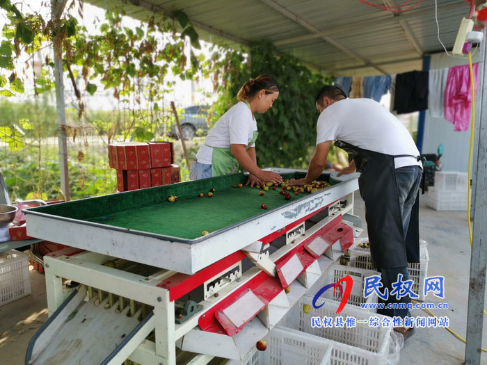 民權:旭光冬棗農(nóng)家樂 采摘園里話豐收 民權:旭光冬棗農(nóng)家樂 采摘園里話豐收
