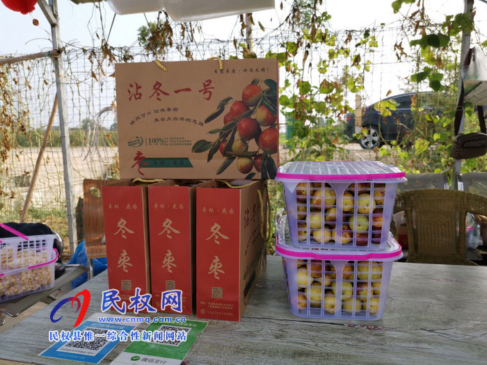 民權:旭光冬棗農(nóng)家樂 采摘園里話豐收 民權:旭光冬棗農(nóng)家樂 采摘園里話豐收