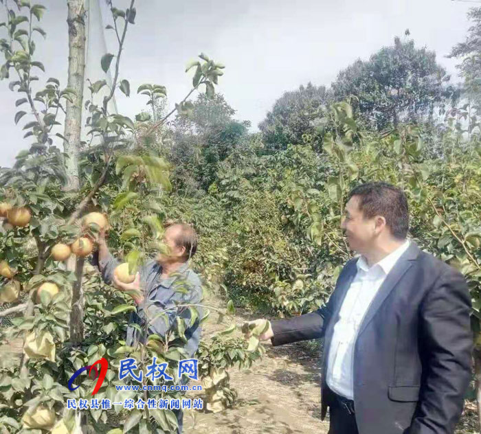 龍?zhí)伶?zhèn)：晚秋黃梨金燦燦，喜獲豐收笑開顏