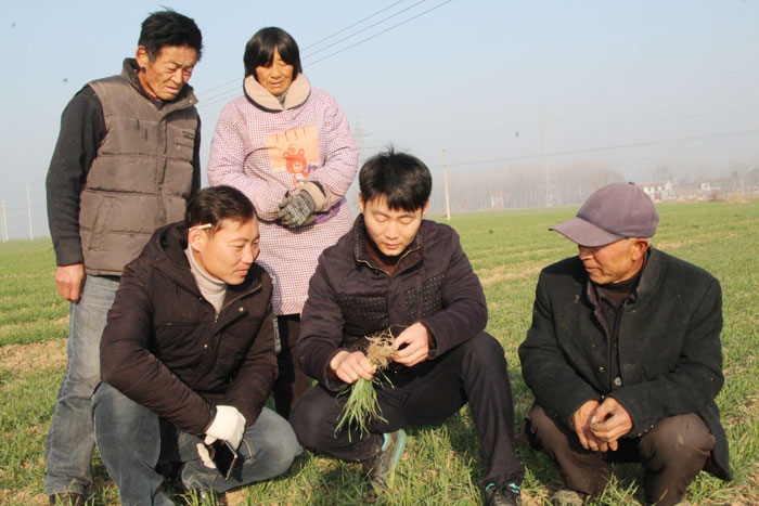民權(quán)縣:麥田冬管時(shí) 農(nóng)技忙指導(dǎo) 民權(quán)縣:麥田冬管時(shí) 農(nóng)技忙指導(dǎo)