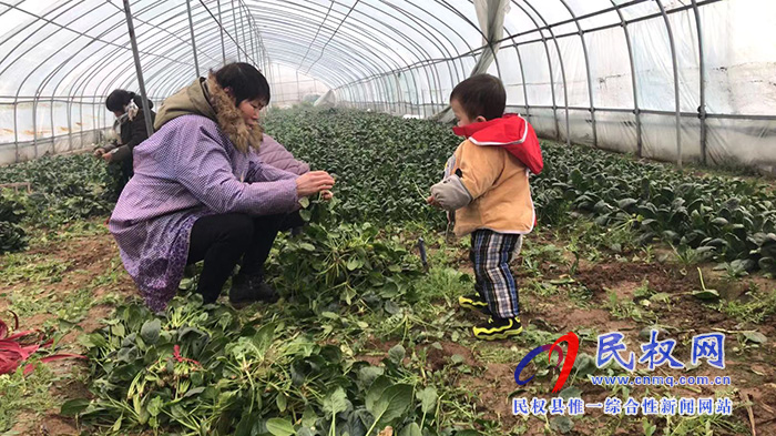 孫六鎮(zhèn):冬日蔬菜大棚豐收忙 孫六鎮(zhèn):冬日蔬菜大棚豐收忙