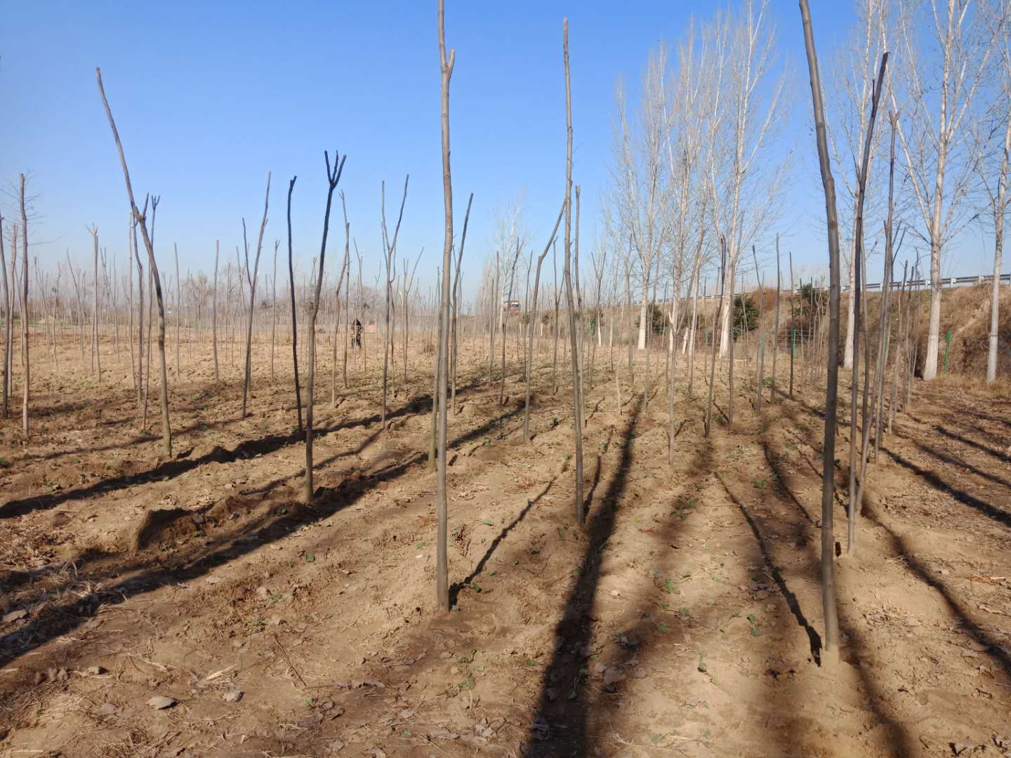野崗鎮(zhèn):趁墑情高速沿線植樹 防疫情持續(xù)加緊腳步 野崗鎮(zhèn):趁墑情高速沿線植樹 防疫情持續(xù)加緊腳步