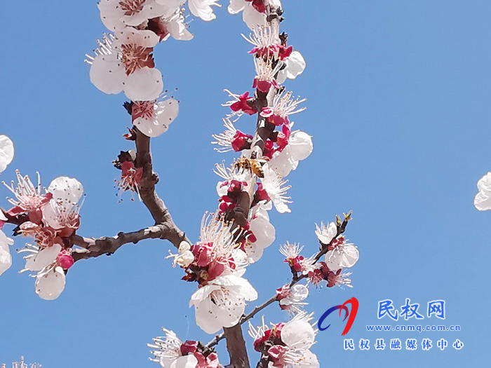 河南民權:杏花開 春意濃 河南民權:杏花開 春意濃