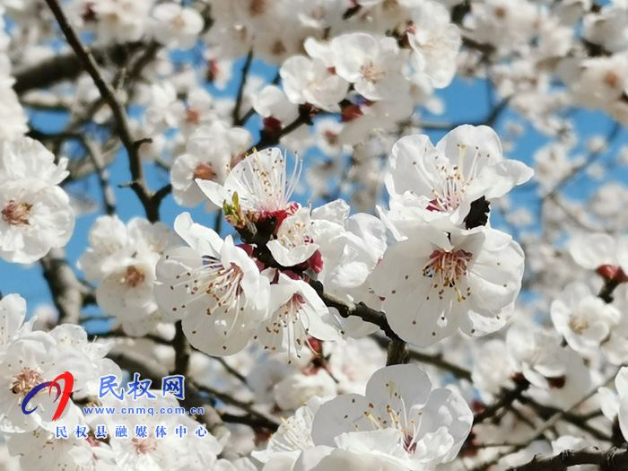 河南民權:杏花開 春意濃 河南民權:杏花開 春意濃
