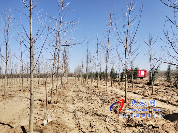 市人大常委會在民權(quán)國家森林公園舉辦民主法治生態(tài)建設(shè)主題植樹活動 市人大常委會在民權(quán)國家森林公園舉辦民主法治生態(tài)建設(shè)主題植樹活動