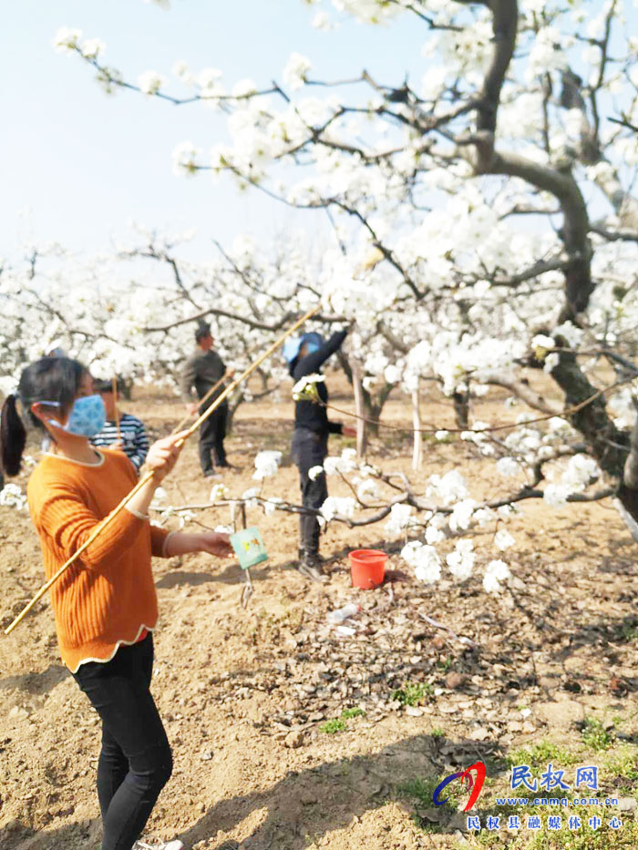 千樹萬樹梨花開 果農(nóng)授粉正當(dāng)時(shí) 千樹萬樹梨花開 果農(nóng)授粉正當(dāng)時(shí)