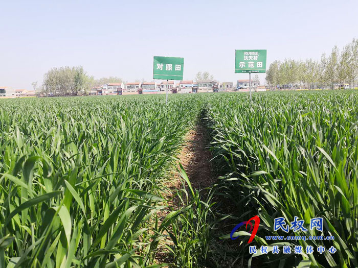 豫東大區(qū)沃夫特控釋肥減肥增效現(xiàn)場觀摩會在民權(quán)縣林七鄉(xiāng)前元子村舉辦 豫東大區(qū)沃夫特控釋肥減肥增效現(xiàn)場觀摩會在民權(quán)縣林七鄉(xiāng)前元子村舉辦