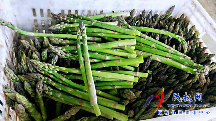 民權(quán)雙塔鎮(zhèn):蘆筍才露尖尖角 已成脫貧“致富寶” 民權(quán)雙塔鎮(zhèn):蘆筍才露尖尖角 已成脫貧“致富寶”