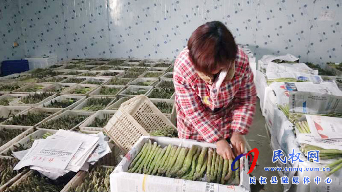 民權(quán)雙塔鎮(zhèn):蘆筍才露尖尖角 已成脫貧“致富寶” 民權(quán)雙塔鎮(zhèn):蘆筍才露尖尖角 已成脫貧“致富寶”