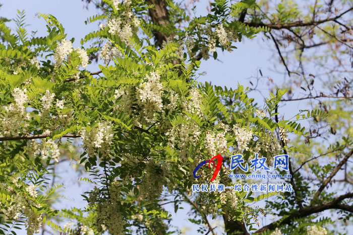 河南民權(quán):又是槐花飄香時 河南民權(quán):又是槐花飄香時