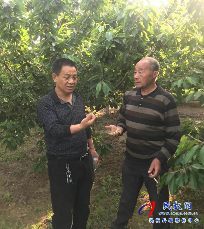 園藝站技術(shù)人員到王橋鎮(zhèn)底莊村大櫻桃示范園進(jìn)行技術(shù)指導(dǎo) 園藝站技術(shù)人員到王橋鎮(zhèn)底莊村大櫻桃示范園進(jìn)行技術(shù)指導(dǎo)
