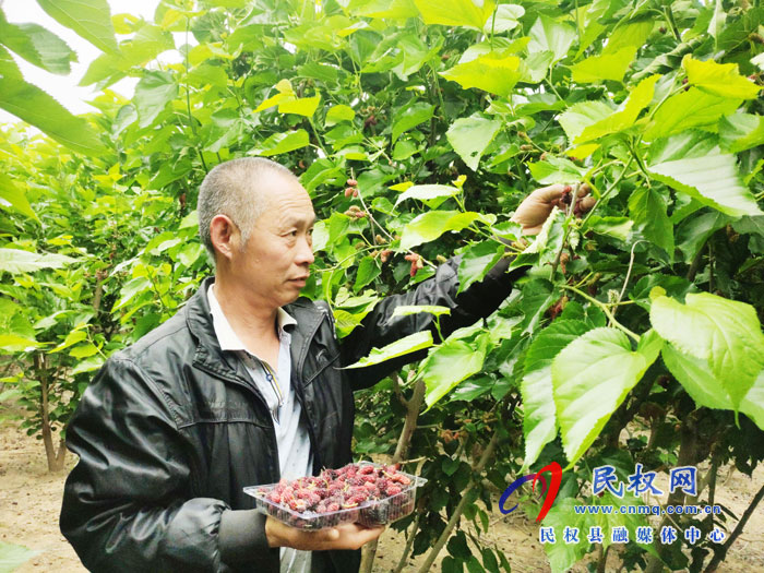 王橋鎮(zhèn):桑葚園里采摘忙 王橋鎮(zhèn):桑葚園里采摘忙
