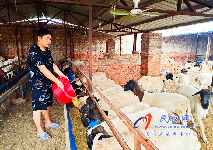 老顏集鄉(xiāng)的“小羊倌”邁出致富大步子 老顏集鄉(xiāng)的“小羊倌”邁出致富大步子