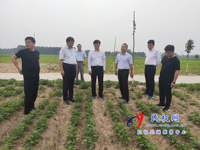 省農(nóng)業(yè)農(nóng)村廳黨組成員、總農(nóng)藝師王俊忠到我縣調(diào)研花生生產(chǎn)情況