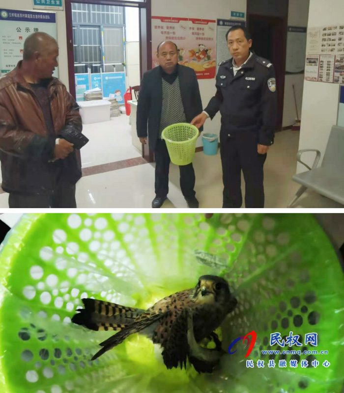 民權(quán)縣森林公安局救助國家重點(diǎn)保護(hù)動物鷹隼 民權(quán)縣森林公安局救助國家重點(diǎn)保護(hù)動物鷹隼