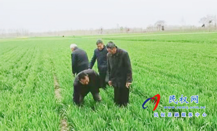 野崗鎮(zhèn)：要想小麥?zhǔn)粘珊?，預(yù)防條銹赤霉少不了