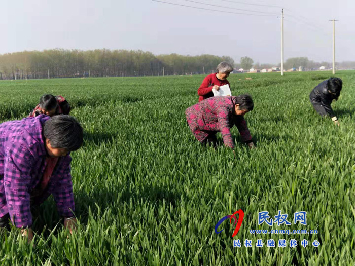 王橋鎮(zhèn)“三加強(qiáng)”抓好小麥病蟲(chóng)害防控 王橋鎮(zhèn)“三加強(qiáng)”抓好小麥病蟲(chóng)害防控