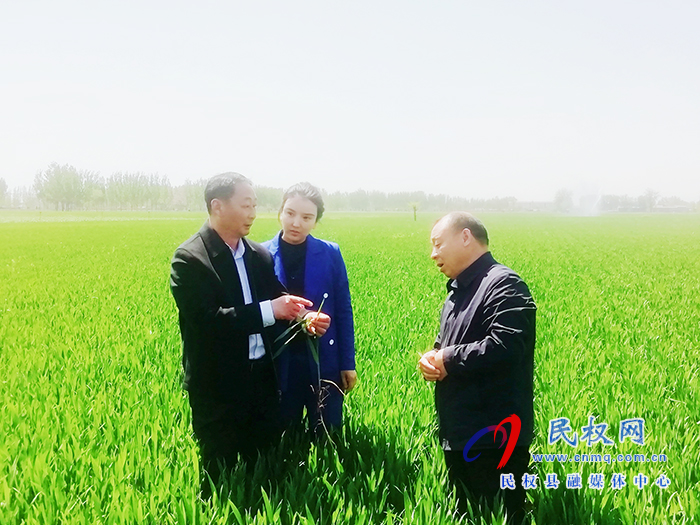 莊子鎮(zhèn)黨委書記安永超、鎮(zhèn)長楊娜調(diào)研小麥病蟲害防治和人居環(huán)境衛(wèi)生整治工作