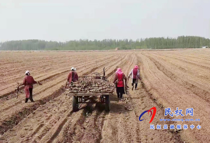 莊子鎮(zhèn)“一村一品”跑出群眾增收“加速度 莊子鎮(zhèn)“一村一品”跑出群眾增收“加速度