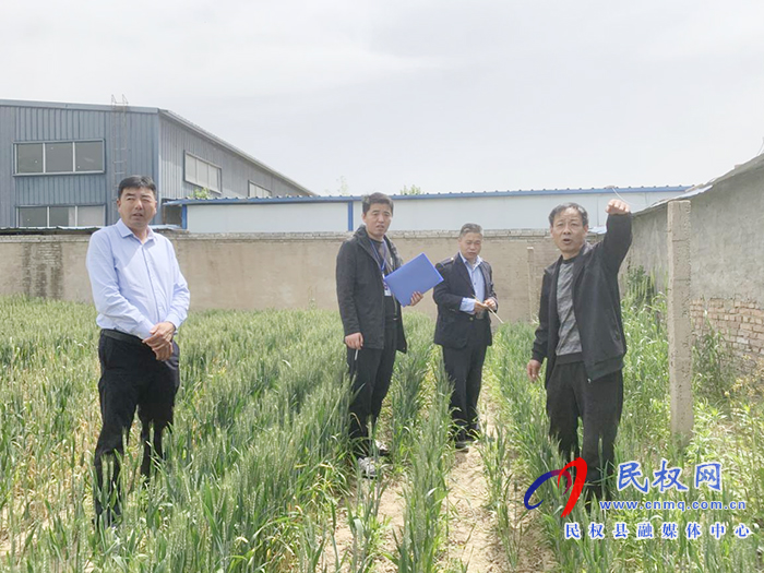 民權(quán)12345：違建擋陽(yáng)光導(dǎo)致小麥死亡 ？真相竟是...