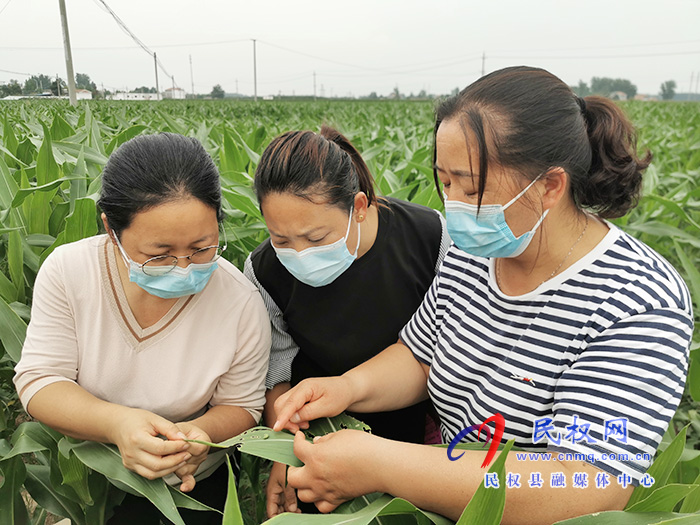 民權(quán):技術(shù)專家走進(jìn)田間地頭 指導(dǎo)農(nóng)民田間科學(xué)管理 民權(quán):技術(shù)專家走進(jìn)田間地頭 指導(dǎo)農(nóng)民田間科學(xué)管理