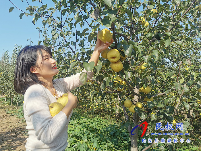 野崗鎮(zhèn):梨園果飄香 國慶采摘忙 野崗鎮(zhèn):梨園果飄香 國慶采摘忙